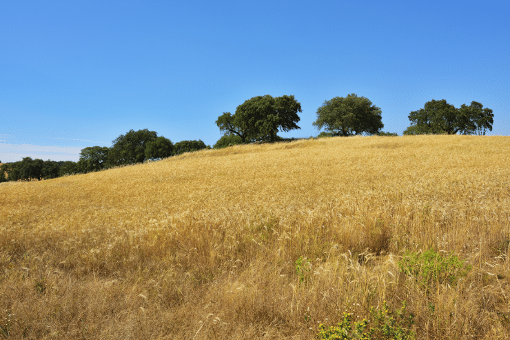 arrendamento rural